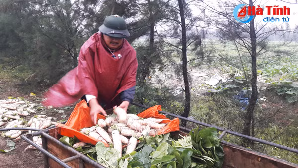 rang ro nu cuoi tren dong rau thach van