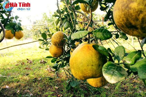 ngam vuon buoi dien ha noi ca nghin qua ngay tai ha tinh