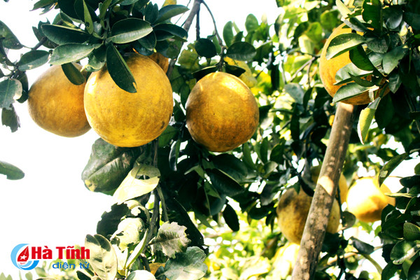 ngam vuon buoi dien ha noi ca nghin qua ngay tai ha tinh