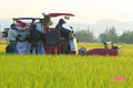 Lúa hữu cơ năng suất cao, tiêu thụ tốt trên đồng ruộng Hà Tĩnh
