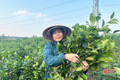 Giá chè xanh tại Hà Tĩnh tăng cao