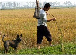 Diệt chuột bằng phương pháp đặt bẫy. Ảnh: Internet Diệt chuột bằng phương pháp đặt bẫy. Ảnh: Internet