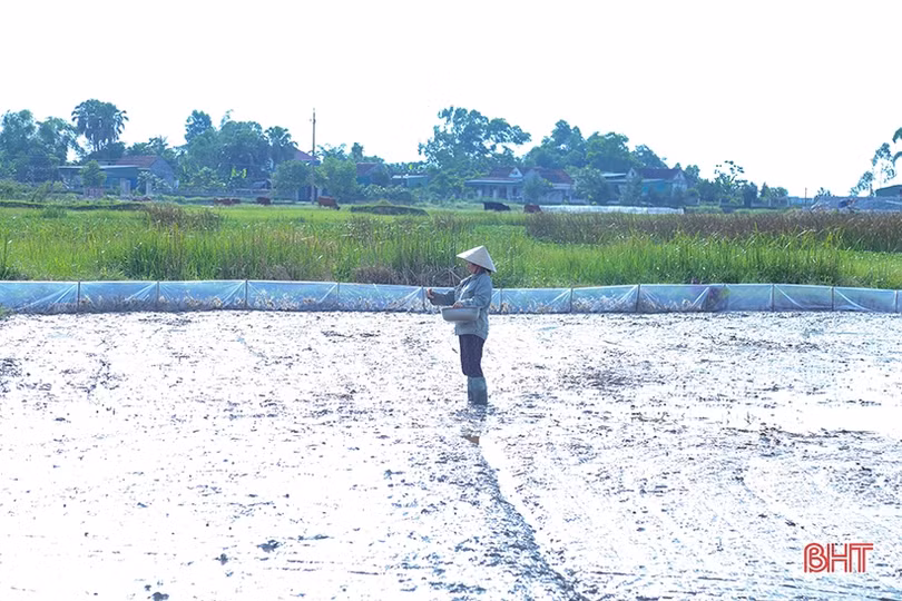 Hà Tĩnh: Cơ cấu giống lúa phù hợp, đảm bảo vụ hè thu “ăn chắc”