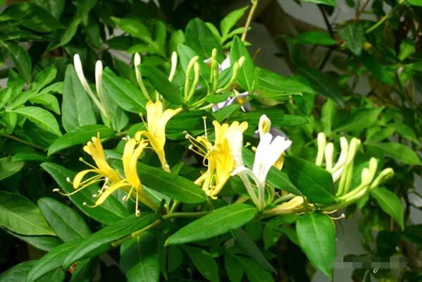 6 bài thuốc từ lá sen phòng, chữa bệnh do nắng nóng