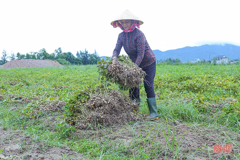 Năng suất lạc xuân tại Hà Tĩnh giảm mạnh, thương lái thu mua cầm chừng