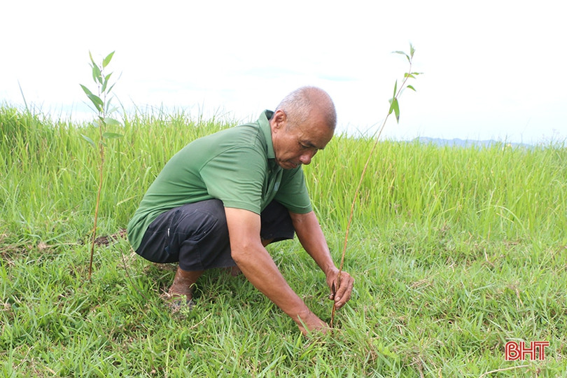 Trồng 10.000 cây tràm nước chỉnh trang khu vực sông Cầu Đông ở TP Hà Tĩnh