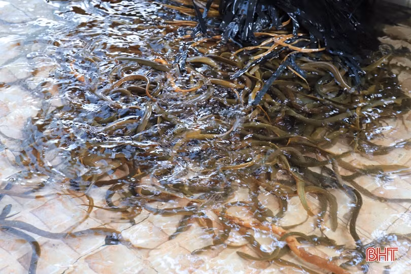 Người đàn ông ở Hà Tĩnh làm nên cơ nghiệp nhờ thuần hoá lươn đồng