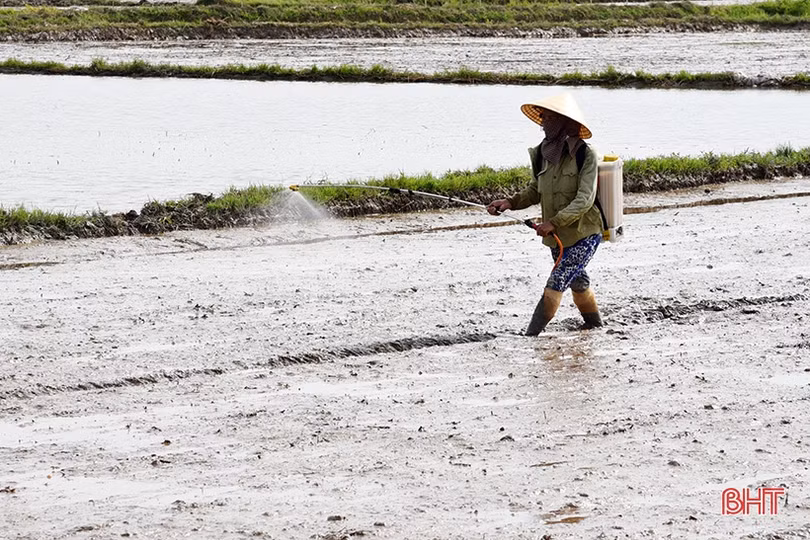 Lộc Hà gấp rút phủ kín 2.690 ha lúa vụ hè thu trước ngày 15/6