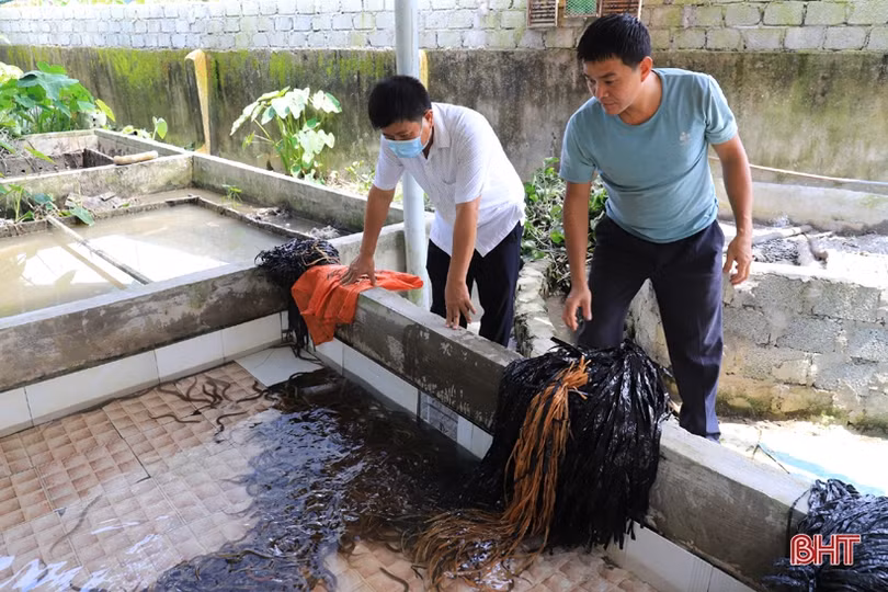 Người đàn ông ở Hà Tĩnh làm nên cơ nghiệp nhờ thuần hoá lươn đồng