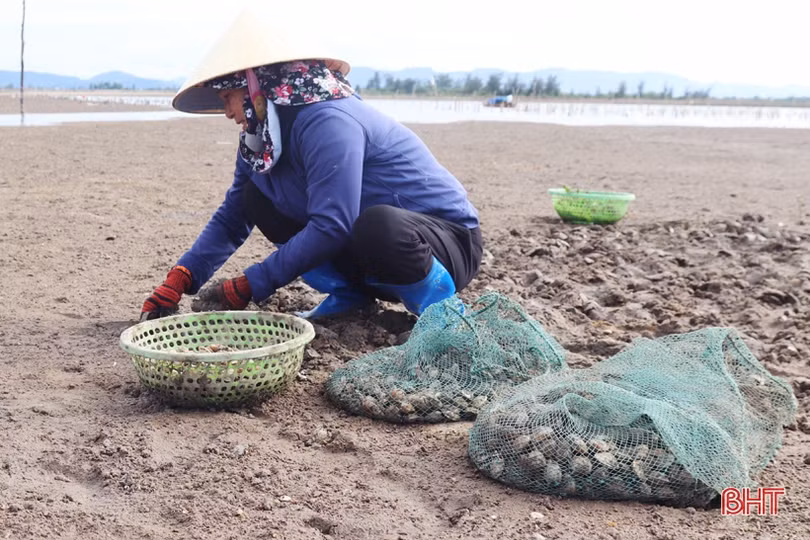 Nông dân Cẩm Xuyên phấn khởi khi ngao được mùa, được giá