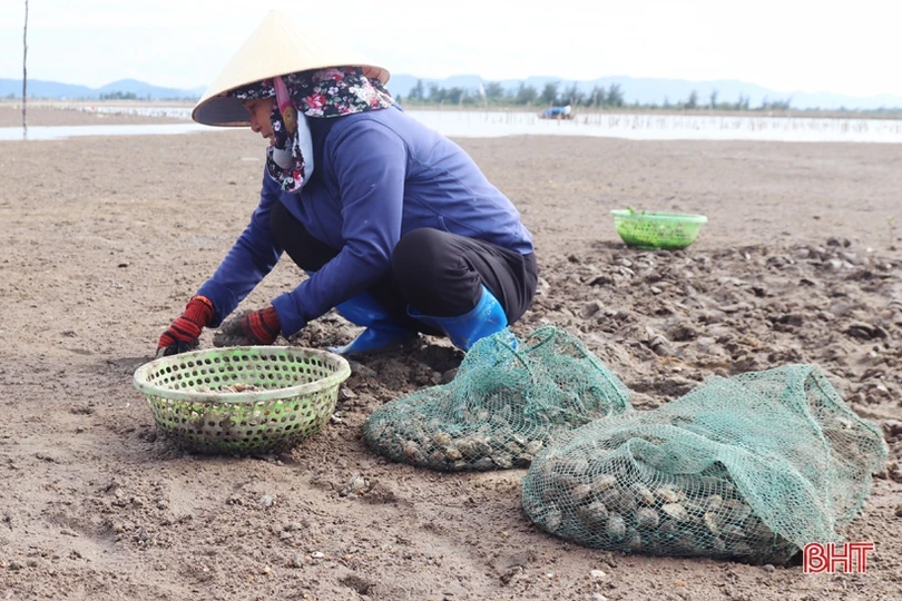 Nông dân Cẩm Xuyên phấn khởi khi ngao được mùa, được giá