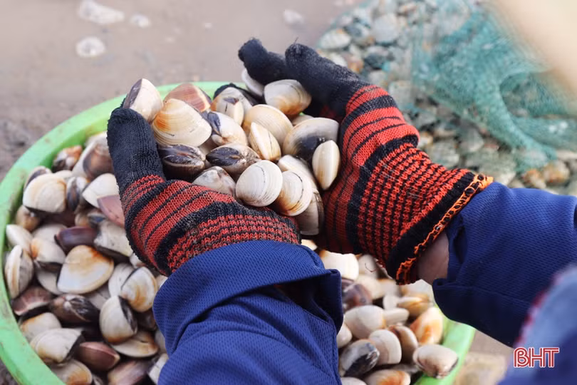 Nông dân Cẩm Xuyên phấn khởi khi ngao được mùa, được giá