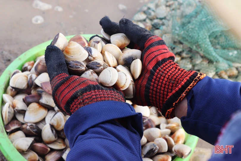 Nông dân Cẩm Xuyên phấn khởi khi ngao được mùa, được giá