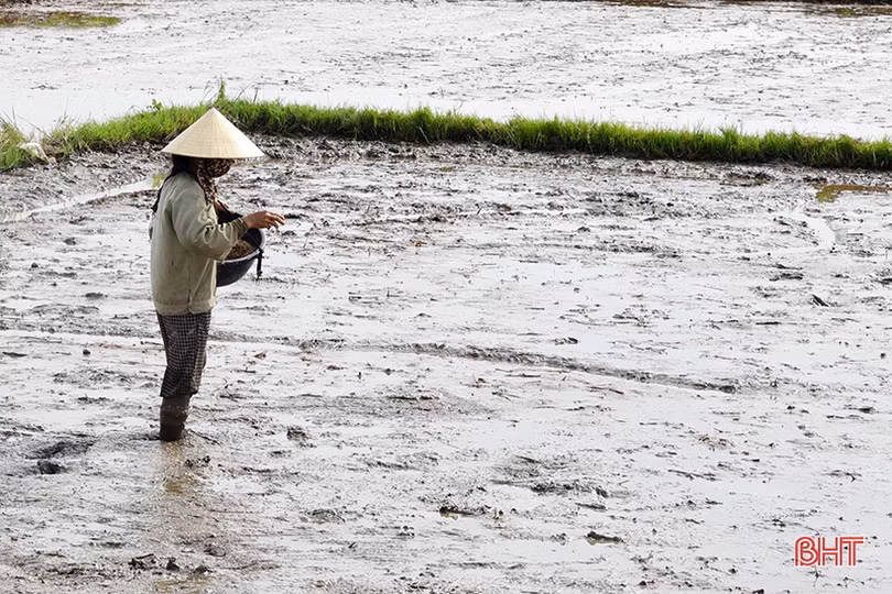 Lộc Hà gấp rút phủ kín 2.690 ha lúa vụ hè thu trước ngày 15/6