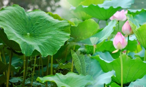 6 bài thuốc từ lá sen phòng, chữa bệnh do nắng nóng