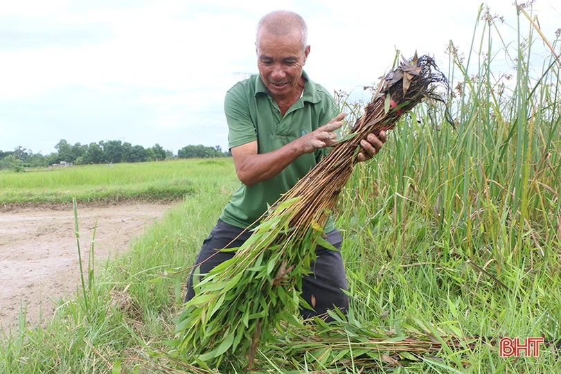 Trồng 10.000 cây tràm nước chỉnh trang khu vực sông Cầu Đông ở TP Hà Tĩnh