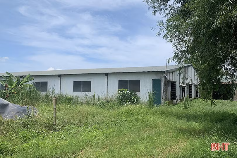 Hương Khê yêu cầu đình chỉ trang trại chăn nuôi xả thải gây ô nhiễm môi trường