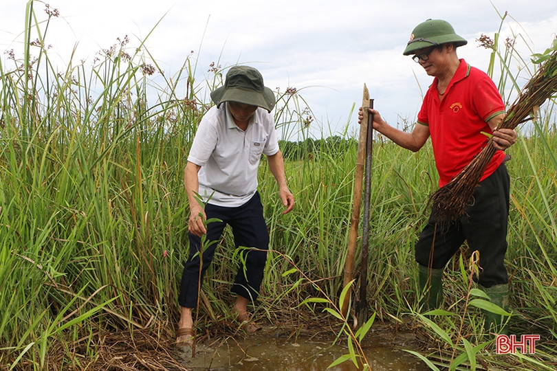Trồng 10.000 cây tràm nước chỉnh trang khu vực sông Cầu Đông ở TP Hà Tĩnh