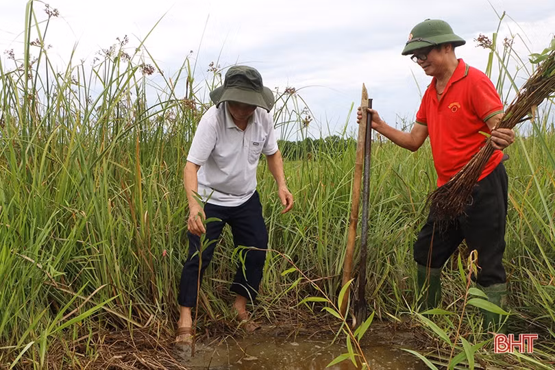 Trồng 10.000 cây tràm nước chỉnh trang khu vực sông Cầu Đông ở TP Hà Tĩnh