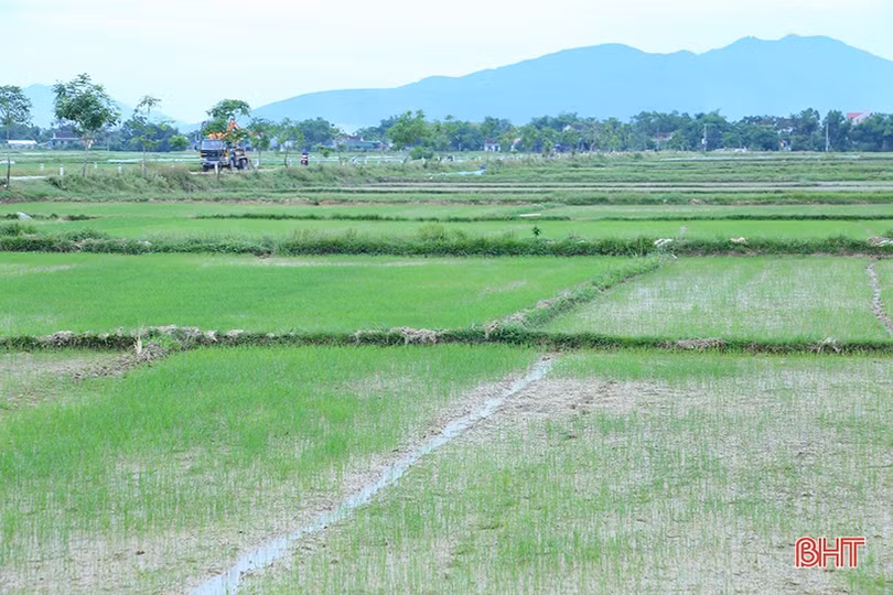 Hà Tĩnh: Cơ cấu giống lúa phù hợp, đảm bảo vụ hè thu “ăn chắc”