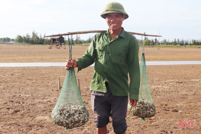 Nông dân Cẩm Xuyên phấn khởi khi ngao được mùa, được giá