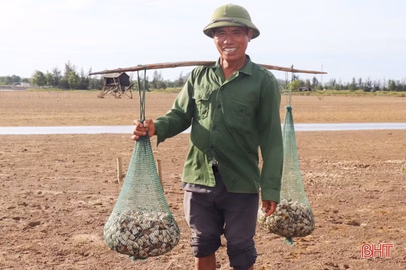 Nông dân Cẩm Xuyên phấn khởi khi ngao được mùa, được giá