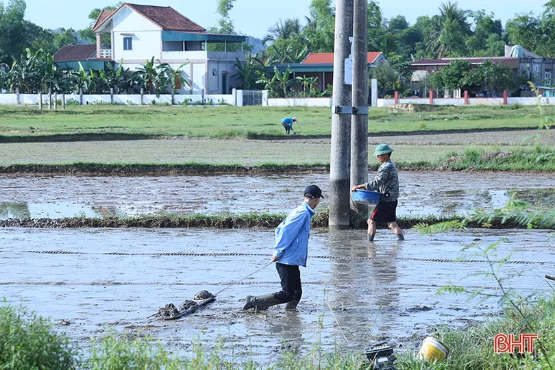 Hà Tĩnh: Cơ cấu giống lúa phù hợp, đảm bảo vụ hè thu “ăn chắc”
