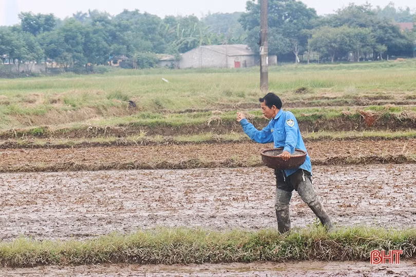 Thạch Hà quyết tâm xuống giống 7.600 ha lúa hè thu trước ngày 10/6