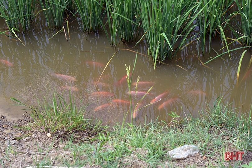 Mát xanh những vùng nông nghiệp sinh thái ven đô