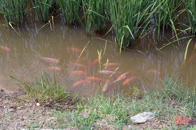 Mát xanh những vùng nông nghiệp sinh thái ven đô