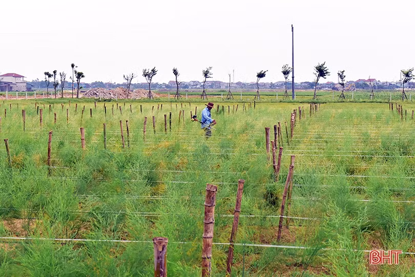 Mát xanh những vùng nông nghiệp sinh thái ven đô