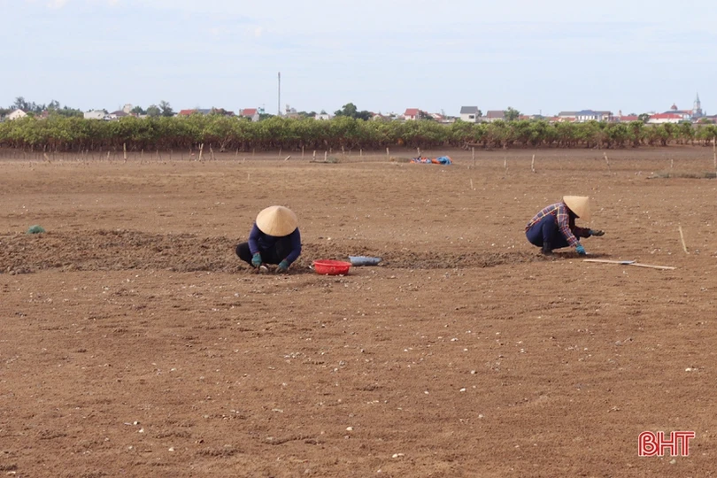 Nông dân Cẩm Xuyên phấn khởi khi ngao được mùa, được giá