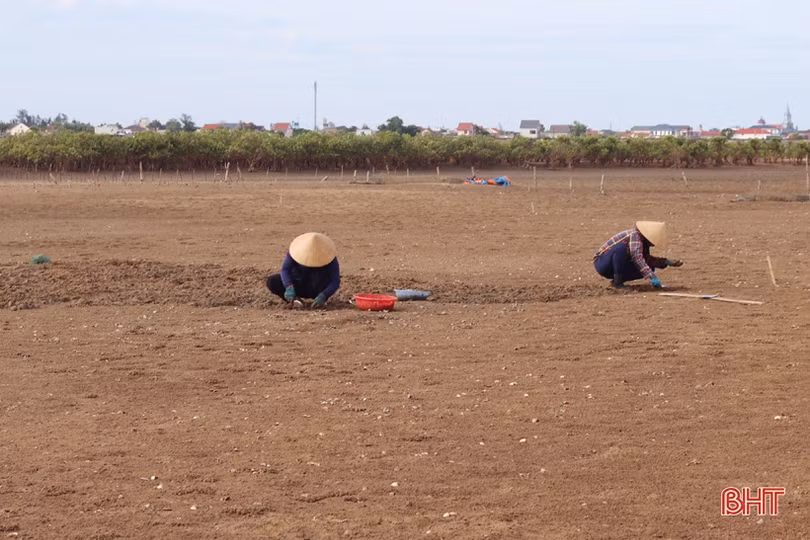 Nông dân Cẩm Xuyên phấn khởi khi ngao được mùa, được giá