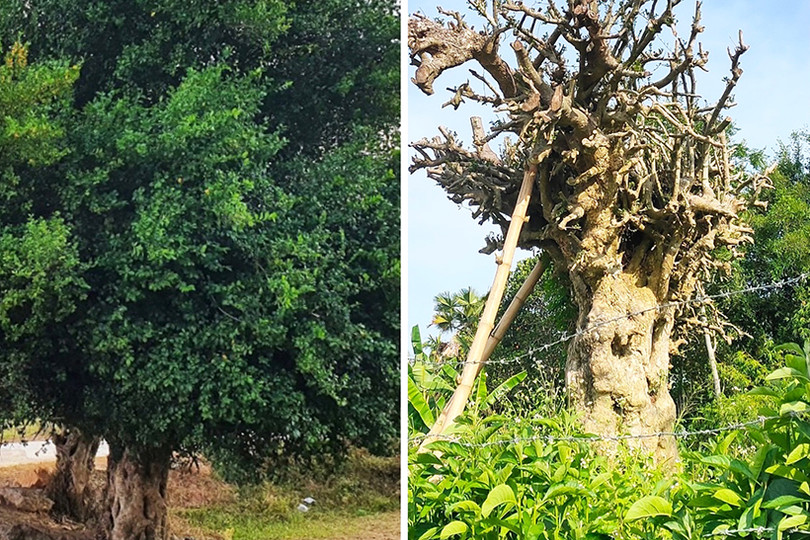 Đào trộm cây duối hơn 100 năm tuổi ở Hương Sơn, thuê xe cẩu chở ra Hòa Bình