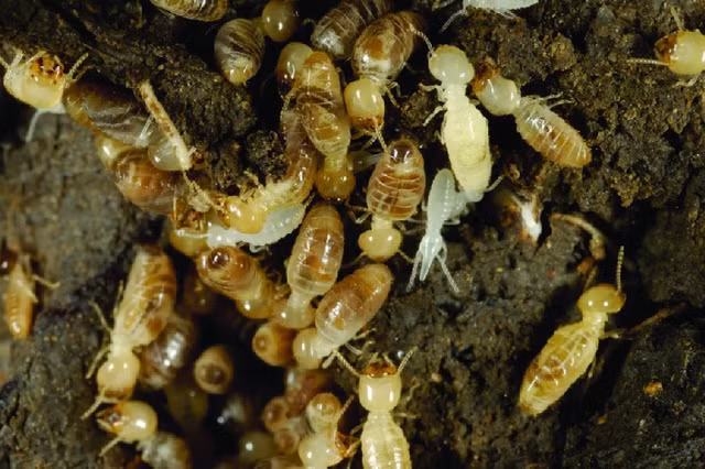 Săn lùng “sung dược” mối chúa, chuyên gia cảnh báo dễ rước hoạ