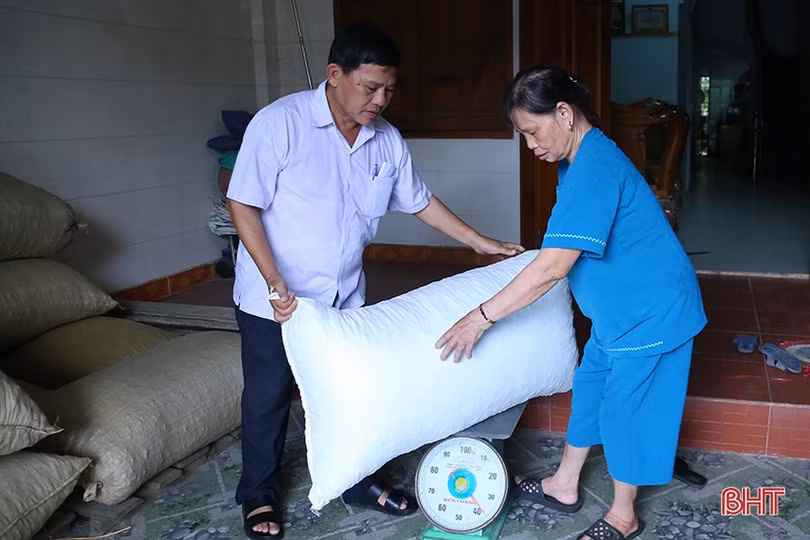 Năng suất lạc xuân tại Hà Tĩnh giảm mạnh, thương lái thu mua cầm chừng