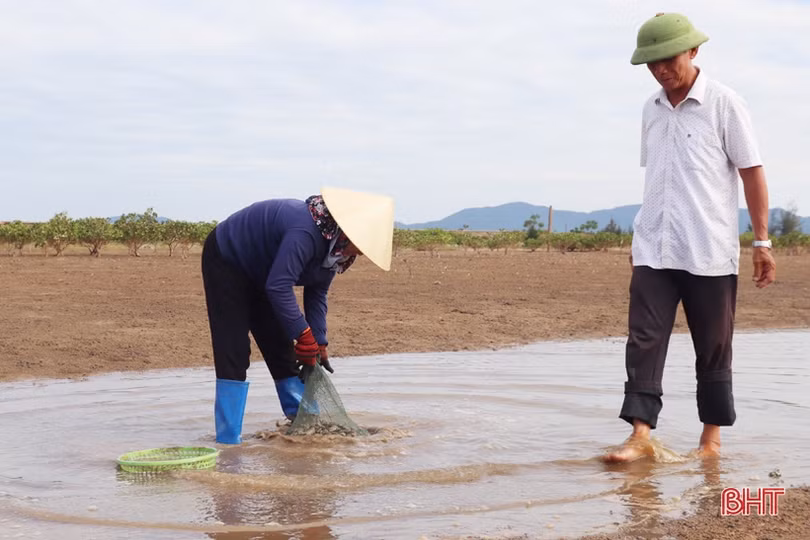 Nông dân Cẩm Xuyên phấn khởi khi ngao được mùa, được giá