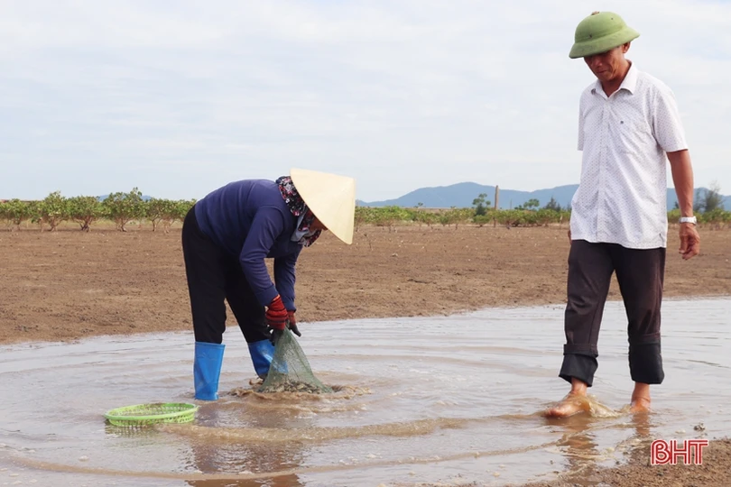 Nông dân Cẩm Xuyên phấn khởi khi ngao được mùa, được giá