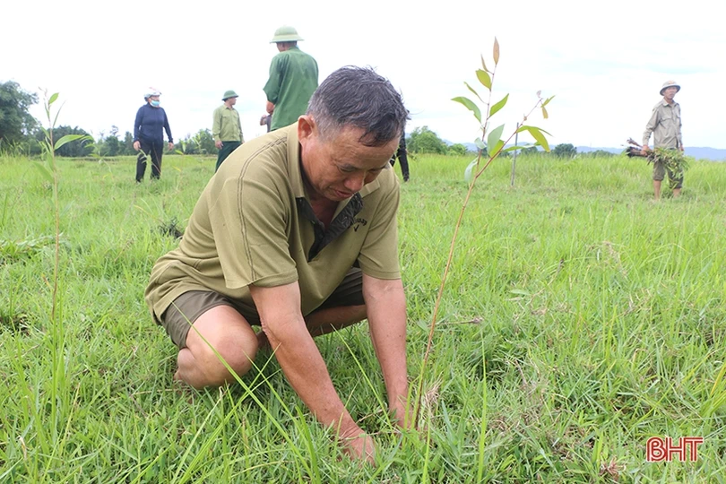 Trồng 10.000 cây tràm nước chỉnh trang khu vực sông Cầu Đông ở TP Hà Tĩnh