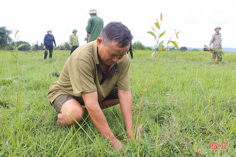 Trồng 10.000 cây tràm nước chỉnh trang khu vực sông Cầu Đông ở TP Hà Tĩnh