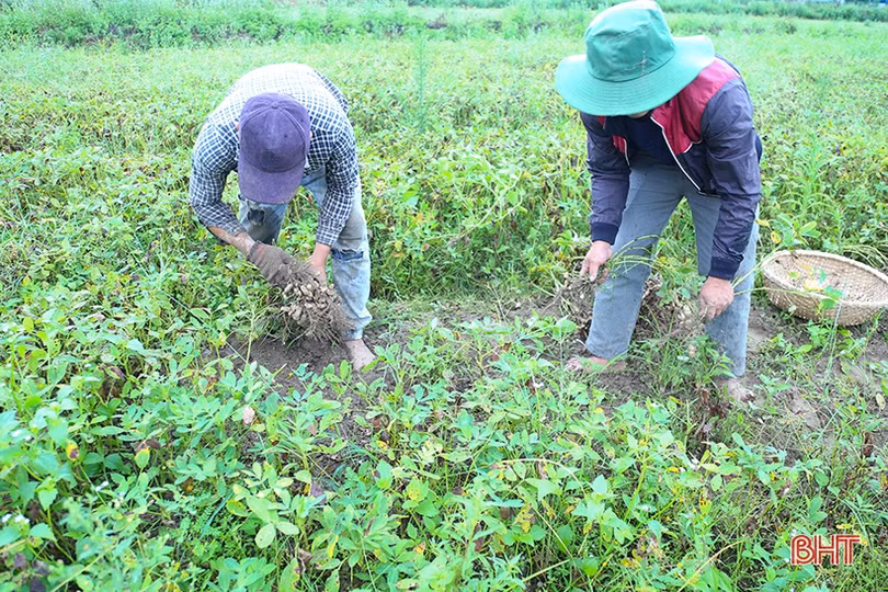 Năng suất lạc xuân tại Hà Tĩnh giảm mạnh, thương lái thu mua cầm chừng
