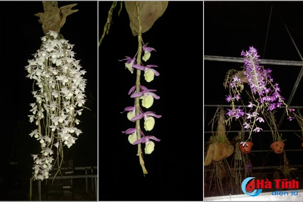 lac giua vuon lan rung tien ty cua chang cu nhan 8x