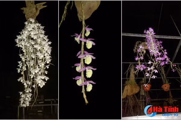 lac giua vuon lan rung tien ty cua chang cu nhan 8x