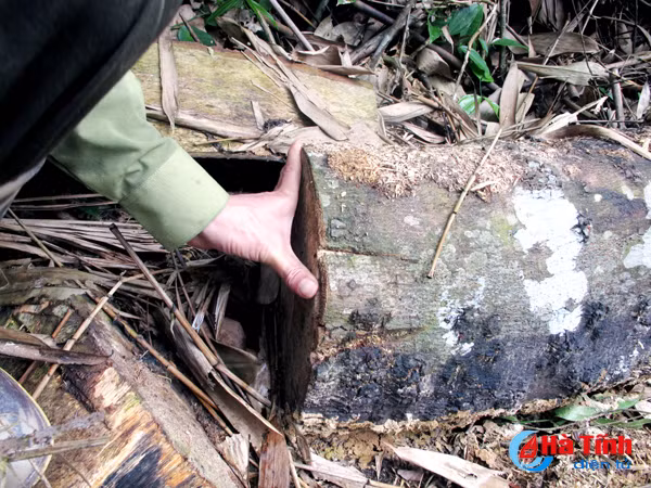 xu ly nghiem viec khai thac rung trai phep tai tieu khu 361 va 366