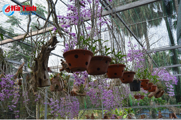 lac giua vuon lan rung tien ty cua chang cu nhan 8x