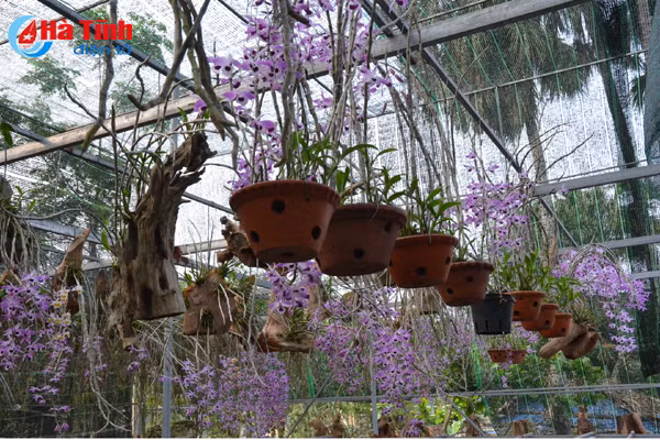 lac giua vuon lan rung tien ty cua chang cu nhan 8x