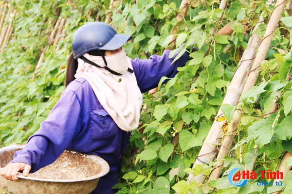 nghich ly gia rau nong dan ban 1 nguoi tieu dung mua 3