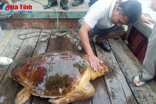 tha con rua nang 80 kg ve bien