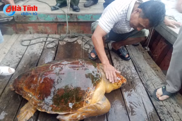 tha con rua nang 80 kg ve bien