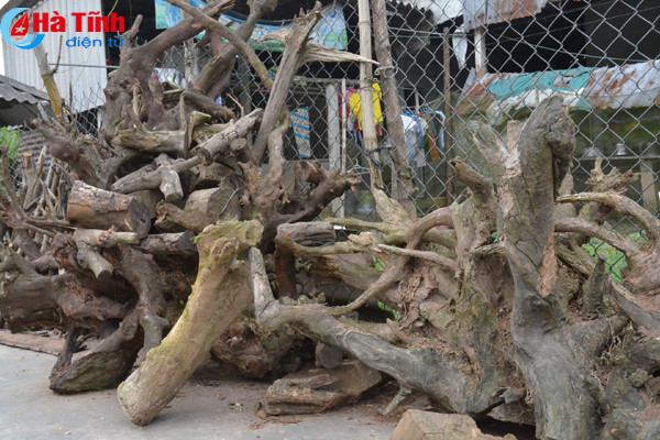 lac giua vuon lan rung tien ty cua chang cu nhan 8x